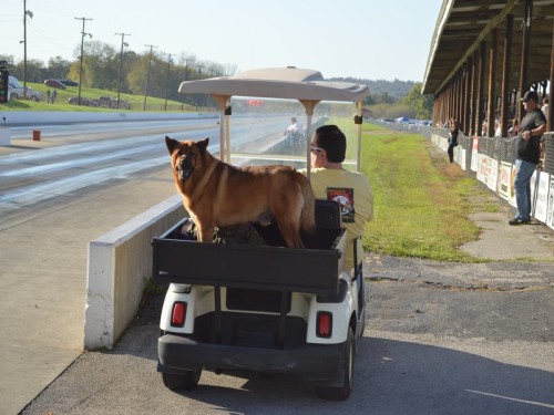 dog on golf cart