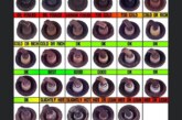Reading Spark Plugs Picture Chart
